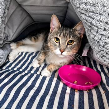 MCcnair -  Domestic Short Hair Cat for Adoption in Moundsville, West Virginia - MCcnair | PetCurious