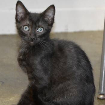 Domestic Short Hair Cats Available for Adoption in Los Angeles, California - Panther | PetCurious