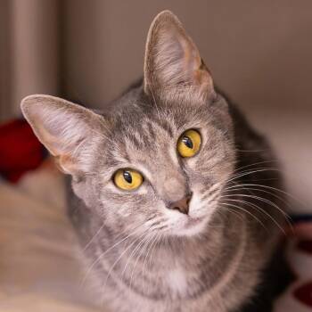 Tankini -  Domestic Short Hair Cat for Adoption in Mentor, Ohio - Tankini | PetCurious