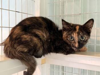 Thingamabob -  Domestic Short Hair Cat for Adoption in Kingsland, Georgia - Thingamabob | PetCurious