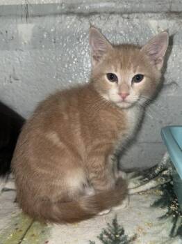 Pecan Pie -  Domestic Short Hair Cat for Adoption in Fort Worth, Texas - Pecan Pie | PetCurious