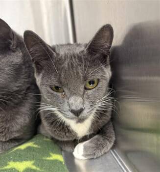 STARLING -  Domestic Short Hair Cat for Adoption in Indianapolis, Indiana - STARLING | PetCurious