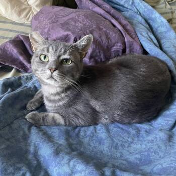 Roly Poly -  Domestic Short Hair Cat for Adoption in Springfield, Oregon - Roly Poly | PetCurious