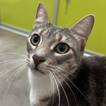 Domestic Short Hair Cats Available for Adoption - G-Tab | PetCurious
