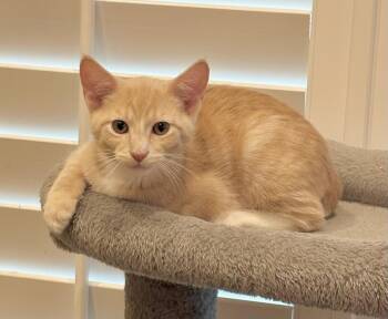 Hominy - Kuykendahl Petsmart -  Domestic Short Hair Cat for Adoption in Spring, Texas - Hominy - Kuykendahl Petsmart | PetCurious