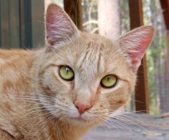 Rescue Tabby Cats for Adoption in Newport, Washington - Jimmy | PetCurious