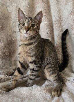 Rescue Domestic Short Hair Cats for Adoption in Fargo, North Dakota - Topaz | PetCurious