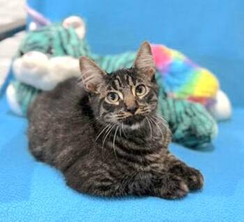 Paxton -  Domestic Medium Hair and Tabby Cat for Adoption in Houston, Texas - Paxton | PetCurious