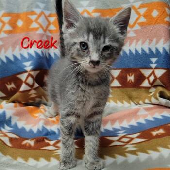 Domestic Short Hair Cats Available for Adoption in Parkersburg, West Virginia - Creek | PetCurious