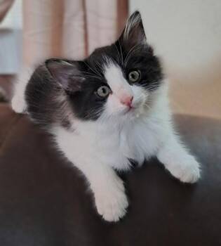 Chonkers -  Tuxedo and Domestic Short Hair Cat for Adoption in Walnut Creek, California - Chonkers | PetCurious