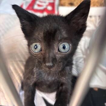 Spoon -  Domestic Short Hair Cat for Adoption in Allentown, Pennsylvania - Spoon | PetCurious