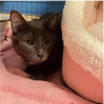 Garnet -  Domestic Short Hair Cat for Adoption in Tempe, Arizona - Garnet | PetCurious