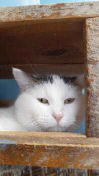 Rescue Domestic Short Hair Cats for Adoption in Park Rapids, Minnesota - Augie | PetCurious