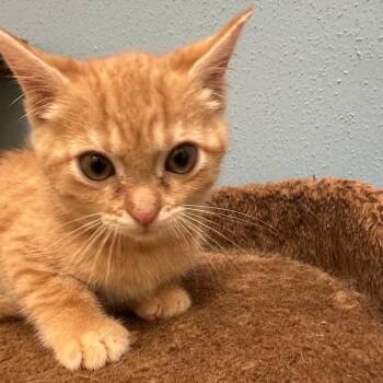 Merida -  Domestic Medium Hair Cat for Adoption in Park City, Utah - Merida | PetCurious