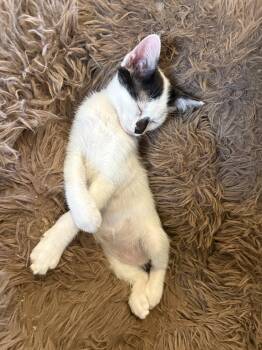 Zazu -  Domestic Short Hair Cat for Adoption in Phoenix, Arizona - Zazu | PetCurious