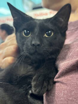 Rescue Domestic Short Hair Cats for Adoption - Fleury, Lupin And Little Owl | PetCurious