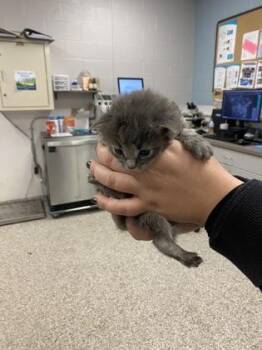 Domestic Short Hair Cats Available for Adoption - Paolo | PetCurious