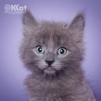 Domestic Medium Hair Cats Available for Adoption in Edmond, Oklahoma - Ash | PetCurious