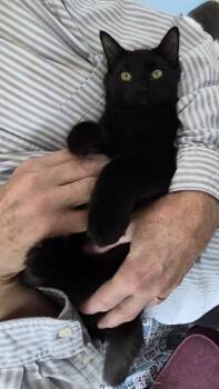 Velvet -  Domestic Medium Hair Cat for Adoption in Ladonia, Texas - Velvet | PetCurious