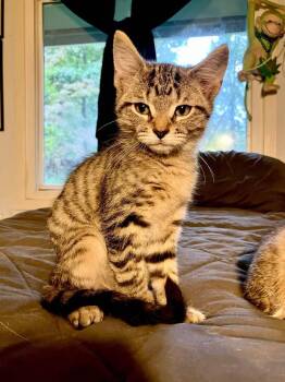 Captain Crunch -  Domestic Short Hair Cat for Adoption in Milton, Delaware - Captain Crunch | PetCurious