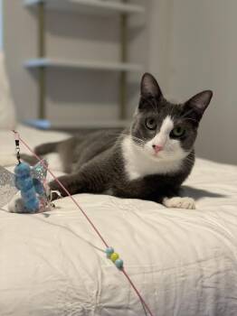 Remy -  Domestic Short Hair Cat for Adoption in Dallas, Texas - Remy | PetCurious