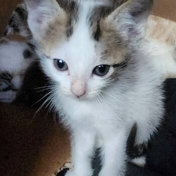 Rescue Domestic Short Hair Cats for Adoption in Spring, Texas - Squeak | PetCurious