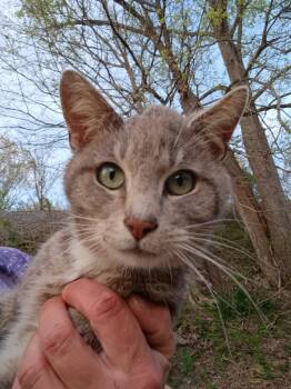 Walter -  Domestic Short Hair Cat for Adoption in Cromwell, Kentucky - Walter | PetCurious
