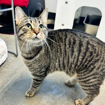 Domestic Short Hair Cats Available for Adoption in Fort Wayne, Indiana - Houdini | PetCurious