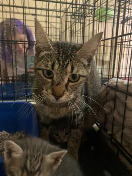 Bee -  Tabby Cat for Adoption in San Antonio, Texas - Bee | PetCurious