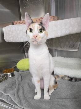 NEZUKO -  Domestic Short Hair Cat for Adoption in Woodland, California - NEZUKO | PetCurious