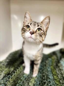 Rescue Domestic Short Hair Cats for Adoption in Social Circle, Georgia - Mishu | PetCurious