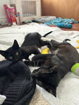 Domestic Short Hair Cats Available for Adoption - Shaggy (and Scooby) | PetCurious