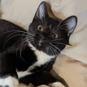 Rescue Domestic Short Hair Cats for Adoption in Meridian, Idaho - Olivia | PetCurious