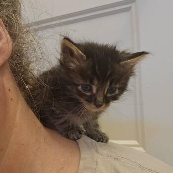 Chaos Orr -  Domestic Short Hair Cat for Adoption in Eagle Mountain, Utah - Chaos Orr | PetCurious