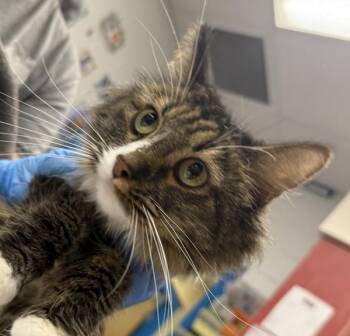Voila -  Domestic Medium Hair Cat for Adoption in Golden, Colorado - Voila | PetCurious