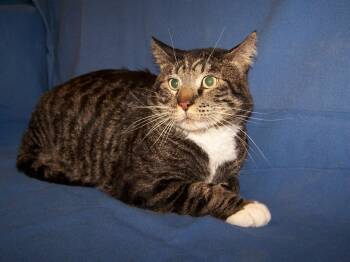 Rescue Domestic Short Hair Cats for Adoption in Colorado Springs, Colorado - Longfellow/Hank | PetCurious