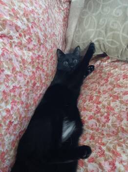 Domestic Short Hair Cats Available for Adoption - Midnight | PetCurious