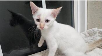 Rescue Domestic Short Hair Cats for Adoption in Houston, Texas - Marshmallow | PetCurious