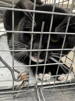 SOCKS -  Domestic Short Hair Cat for Adoption in Las Vegas, Nevada - SOCKS | PetCurious
