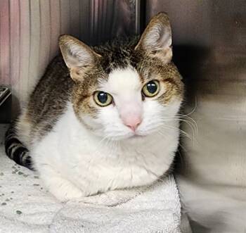 Rescue Domestic Short Hair Cats for Adoption in Decatur, Illinois - SASSY | PetCurious