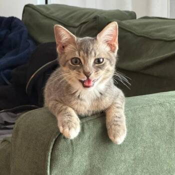 Clarinet & Oboe -  Domestic Short Hair Cat for Adoption - Clarinet & Oboe | PetCurious