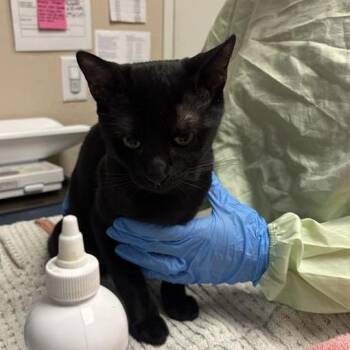 Madagascar -  Domestic Short Hair Cat for Adoption in Tempe, Arizona - Madagascar | PetCurious