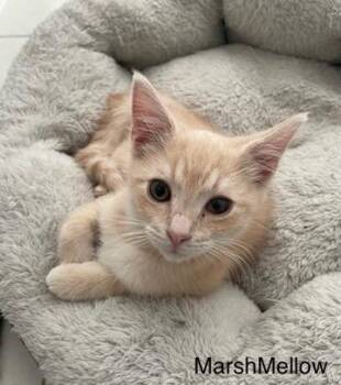 Rescue Domestic Short Hair Cats for Adoption in Shrewsbury, Massachusetts - MarshMellow | PetCurious