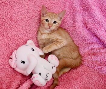 Ginger -  Tabby Cat for Adoption in St. Augustine, Florida - Ginger | PetCurious