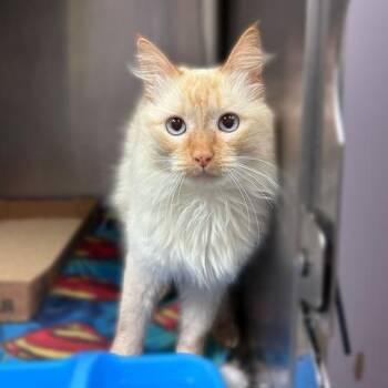Milo -  Domestic Long Hair Cat for Adoption in Davenport, Iowa - Milo | PetCurious