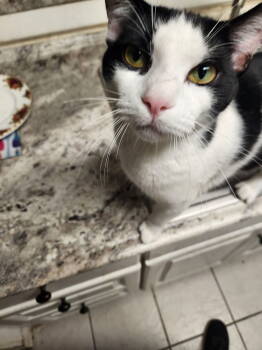 Rescue Domestic Short Hair Cats for Adoption in The Woodlands, Texas - Pablo Picasso | PetCurious
