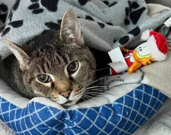 STEWIE -  Domestic Short Hair Cat for Adoption in Pegram, Tennessee - STEWIE | PetCurious