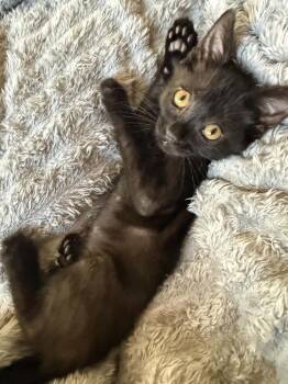 Picacho -  Domestic Short Hair Cat for Adoption in Tucson, Arizona - Picacho | PetCurious