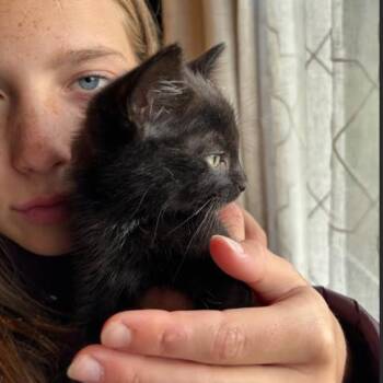 Paneer -  Domestic Short Hair Cat for Adoption in Incline Village, Nevada - Paneer | PetCurious