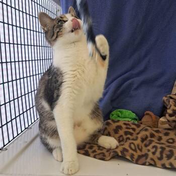 Mack Adamia -  Domestic Short Hair Cat for Adoption in Chicago, Illinois - Mack Adamia | PetCurious